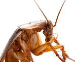 Sanificazione